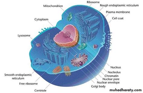 Protoplasm pptx - D. Mohammed - Muhadharaty