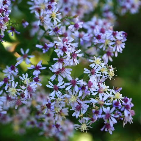 Blue wood-aster (Symphyotrichum cordifolium) – Wild Seed Project Shop