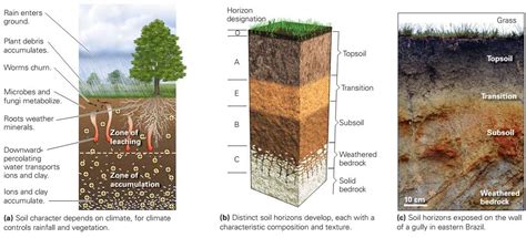 Soil Horizon Formation | Soil, Weathering and erosion, Biological weathering