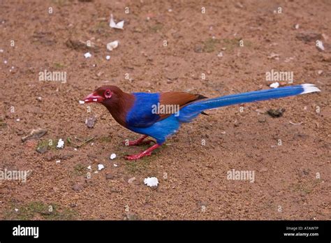 Ceylon Blue Magpie Sri Lanka Stock Photo - Alamy