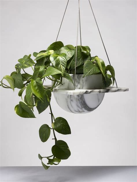 15 Best Low Light Indoor Plants | Hanging plants indoor, Indoor plants low light, Growing plants ...