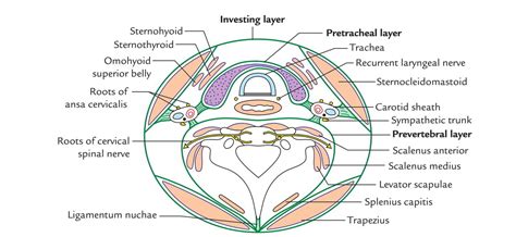 Easy Notes On 【Deep Cervical Fascia – Fascia Colli】