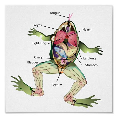 Leopard Frog Dissection Photos Labeled Worksheet - Sixteenth Streets