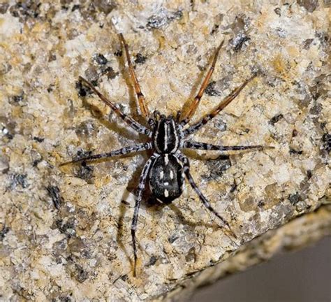 White Backed Garden Spider Australia | Fasci Garden