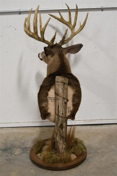 Lot - 15-Point 180 Class Whitetail Buck Floor Mount