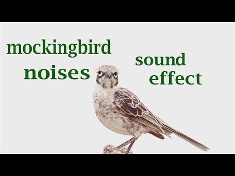 The Animal Sounds: Mockingbird Sounds Loud / Sound Effect / Animation ...