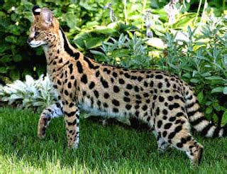 Savannah Cat - Hybrid Animals