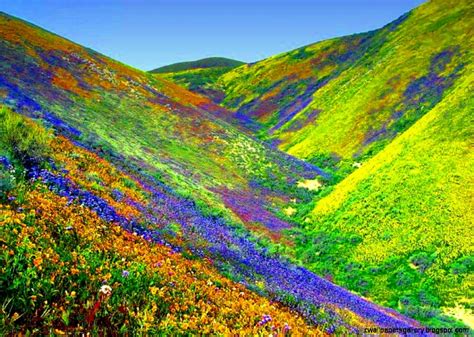 Beautiful Valley Of Flowers | Wallpapers Gallery