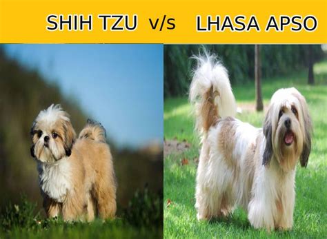 Shih Tzu vs Lhasa Apso - All That You Need to Know! - DogBreedo