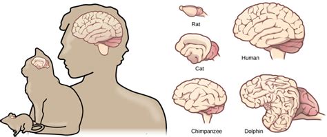 A ciascuno il suo cervello – Sissa for Kids