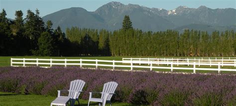 Sequim Lavender - Sequim Lavender Experience