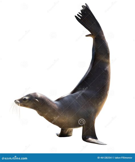 Earless seal over white stock photo. Image of otariidae - 46128254