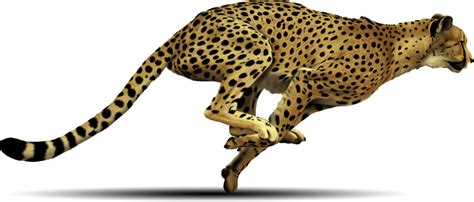 Download Cheetah Free Png Image HQ PNG Image | FreePNGImg | Cheetah ...