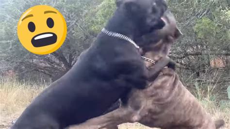 CANE CORSO Dog AGGRESSION: How I Correct to Prevent a Fight. - YouTube