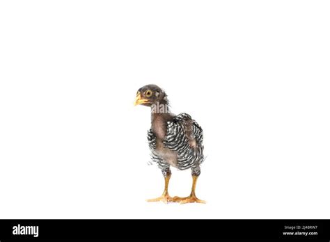 isolated young barred plymouth rock hen with white background,two months old Stock Photo - Alamy