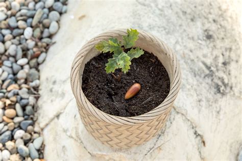 How To Plant An Oak Tree Sapling - South Asian Research Publishing Organization (SARPO)