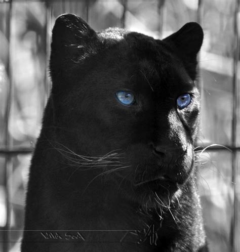 🔥 [46+] Black Panther Blue Eyes Wallpapers | WallpaperSafari