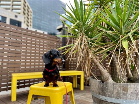 34 of the Best Dog-Friendly Hotels in Melbourne - Travelnuity