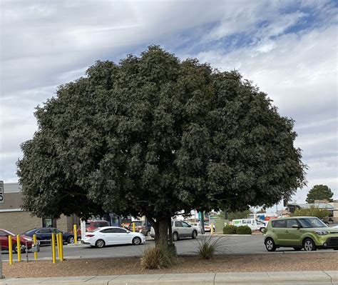 Chinese Pistache Trees - Southwest Landscape - Guzman's Garden Centers