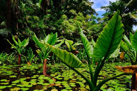 Banana Water For Plants - Plant Ideas