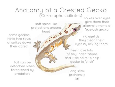 Anatomy of a Crested Gecko | Crested gecko, Gecko, Crested gecko care