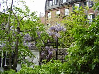 Wisteria and wrought iron | Selkie | Flickr