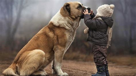 Little Child with Big Dog Image - ID: 251212 - Image Abyss