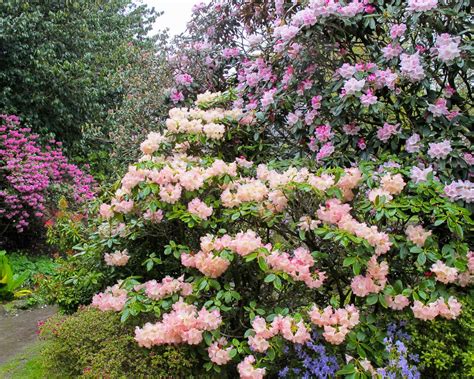 Pruning Rhododendrons — Seattle's Favorite Garden Store Since 1924 - Swansons Nursery