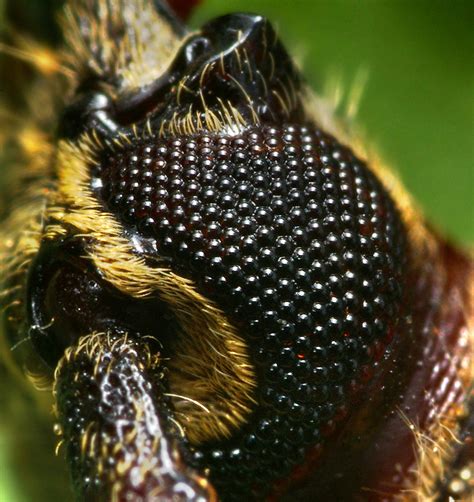 Compound Eye of a Longhorned Beetle at 6:1 | Focus stacked a… | Flickr