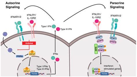 6 Major Difference between Type I and Type II Interferon with Table - Core Differences