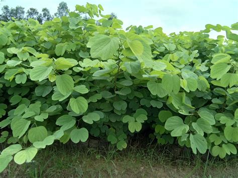 Kachnar Plants at Rs 4 | बगीचे का पौधा in Amethi | ID: 20035384797