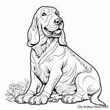 Basset Hound Coloring Pages  Free & Printable sketch template