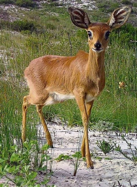 Study finds Cape’s wildlife abounds | News24