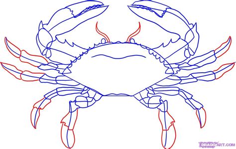 how to draw a blue crab | Crab art, Crab painting, Blue crabs art