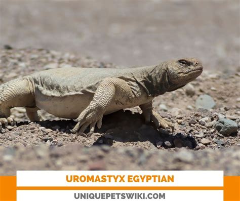 Uromastyx Egyptian: Species Profile, Prices, Basic Care