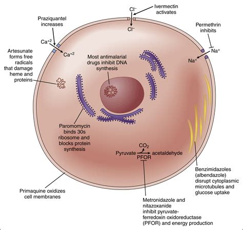 Antiparasitic Drugs | Basicmedical Key