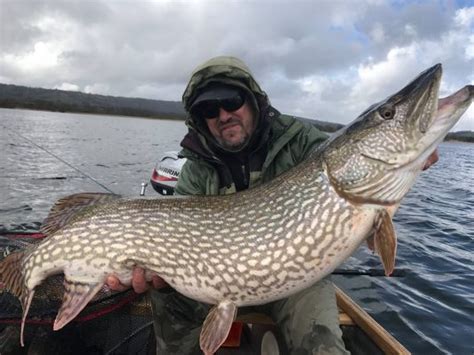 Pike fly fishing ace returns to tempt stunning 40 lb giant