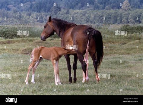 Newborn Foal nursing on Mare, just after being born - Placenta still ...