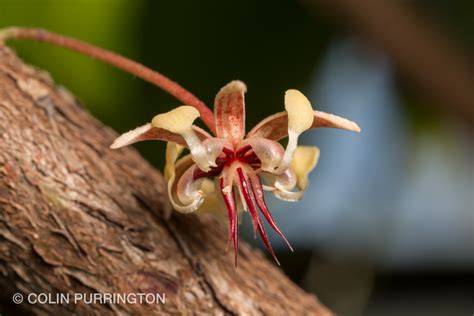 Theobroma cacao flower » Colin Purrington's blog