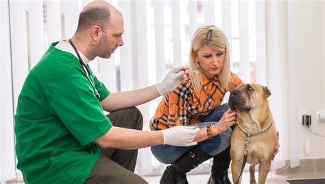 MRSA Infection In Dogs: Symptoms, Causes, & Treatments - DogTime