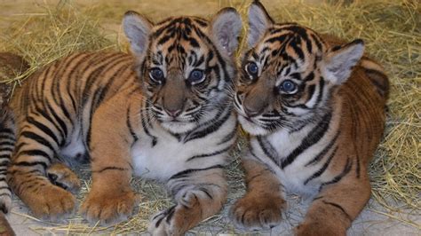 Updates on Sumatran Tiger Cubs and Conservation Efforts | Disney Parks Blog