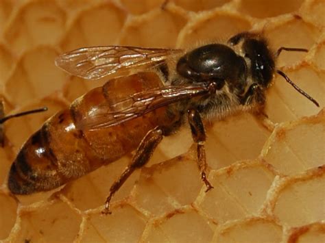 Observations in Beekeeping: Honey Bee Queen Photos