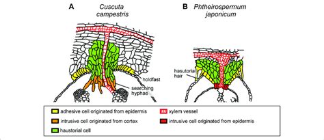 | Schematic illustration of the structures of haustoria of Cuscuta... | Download Scientific Diagram