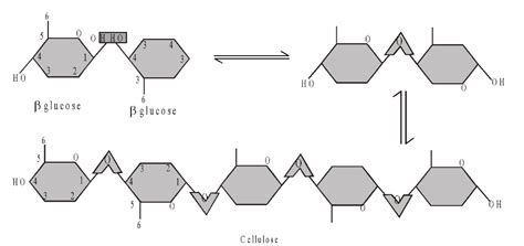 Structural Polysaccharides