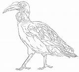 Southern Ground Hornbill sketch template