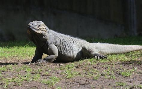 Haiti Wildlife / Haitian pigs | Animals : According to the world conservation monitoring centre ...