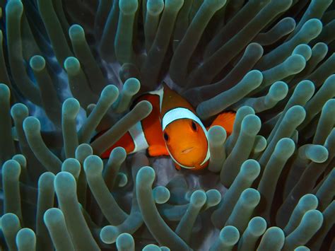 Clownfish In Anemone