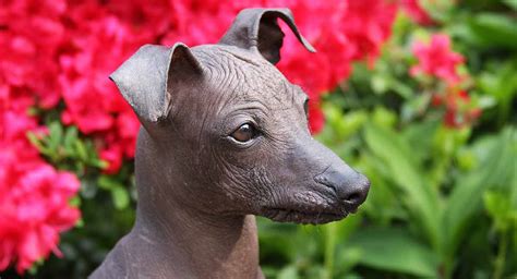 Why Are Peruvian Dogs Hairless