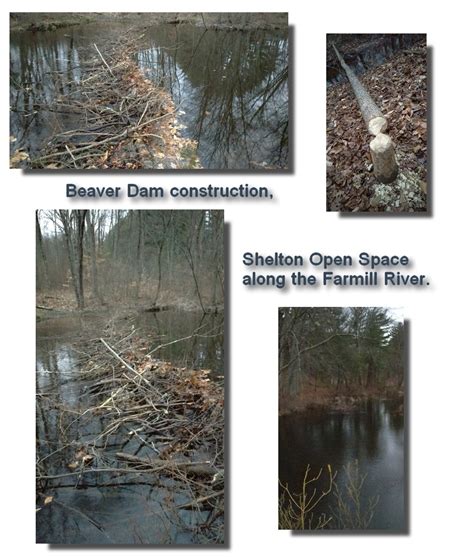 Beaver Dam Construction in Full Swing. – FmRA