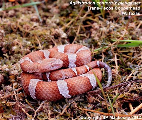 Agkistrodon contortrix pictigaster (Trans-Pecos Copperhead)